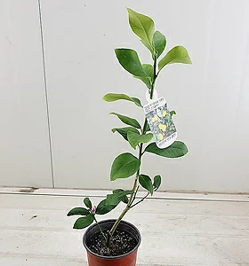 air purifying plants (단품)오리지널 레몬트리