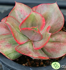 Succulents variegated