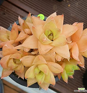 haworthia