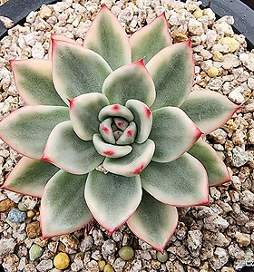 E. Agavoides Ebony