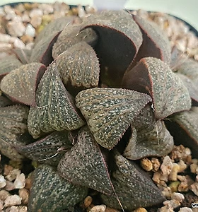 Haworthia pygmaea var.splendens