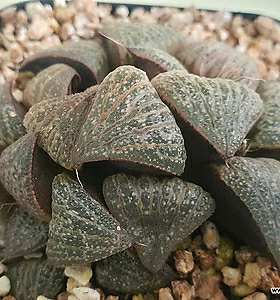 Haworthia pygmaea var.splendens