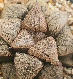 Haworthia picta