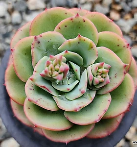 E. Atlantis