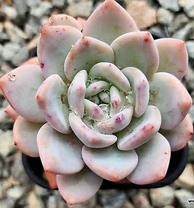 E. cv Laulindsayana Monroe