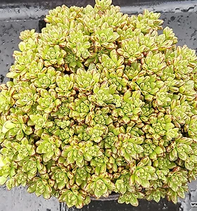 Aeonium sedifolium