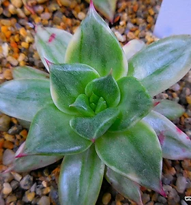 E. Leopard 