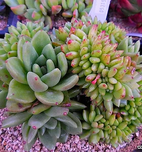E. agavoides Maria