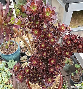 Aeonium arboreum Zwartkop