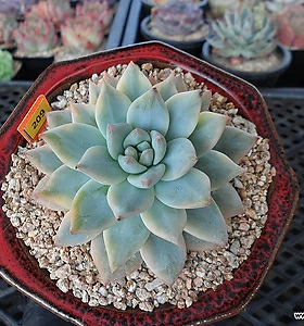 E. Blue bird