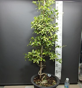 Trachelospermum asiaticum var. majus (Nakai) Ohwi