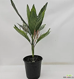 air purifying plants 메탈야자(동일품배송)