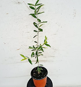air purifying plants Olea europaea