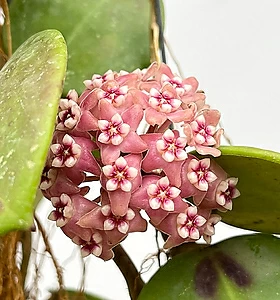 air purifying plants Hoya carnosa