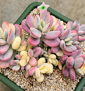 방60255