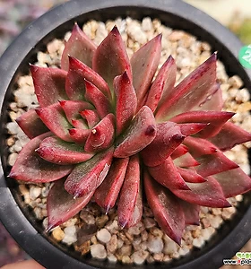 프리모리 28