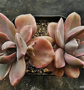 Graptoveria Mrs. Richards