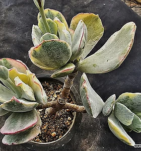 Cotyledon undulata f.variegata