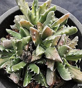 Faucaria tigrina