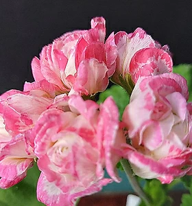 Flower/Bonsai 제라늄(데니스-일본데니스)