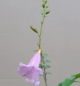 Flower/Bonsai 분홍능소화(15cm분)
