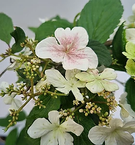 Flower/Bonsai 개화주 분홍덜꿩나무 (외목대)