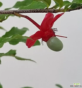 Flower/Bonsai 몽키트리 (70cm/사진배송)