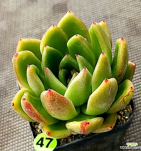 variegated