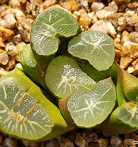 Haworthia maughanii