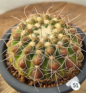 Lithops Werneri