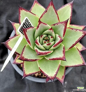 E. Superclone
