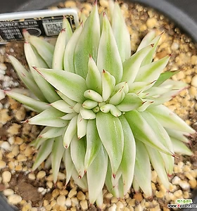 E. agavoides Maria