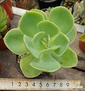 E. Peach Pride