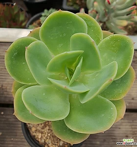 E. Peach Pride