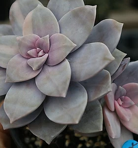 Graptopetalum pentandrum superbum