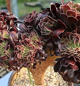 Aeonium Velour