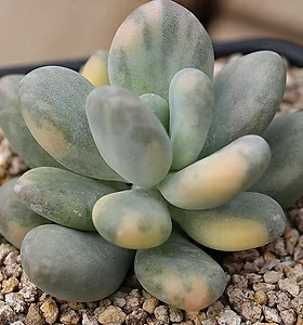 Pachyphytum oviferum