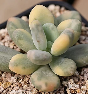 Pachyphytum oviferum