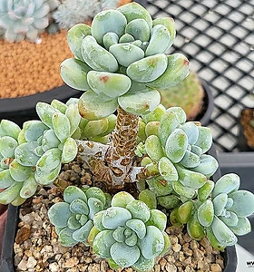 Sedum Clavatum
