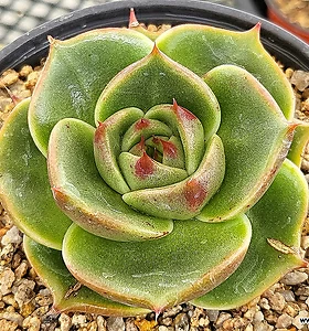 E. Stella