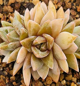 E. Champagne