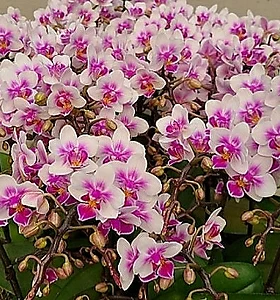 Phalaenopsis