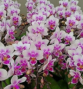 Phalaenopsis