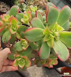 Aeonium decorum f variegata