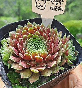 [평창] 하베러보이 바위솔