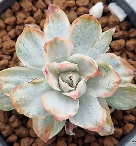 variegated 0831(1).B.18