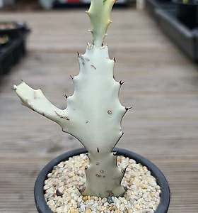 Euphorbia lactea White Ghost 12
