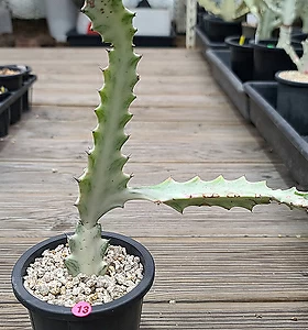 Euphorbia lactea White Ghost [] 13