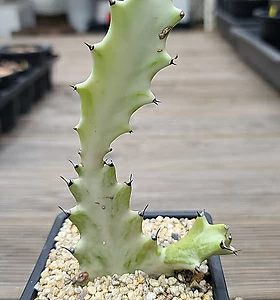 Euphorbia lactea White Ghost [] 14