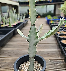 Euphorbia lactea White Ghost [] 16